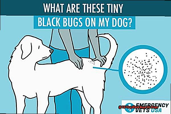 16 Tiny Black Bugs On Dogs-2