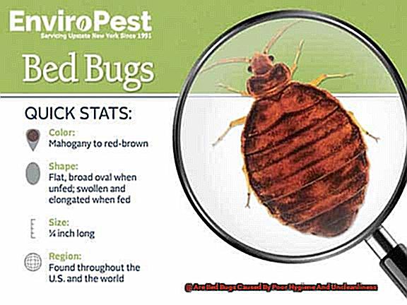 Are Bed Bugs Caused By Poor Hygiene And Uncleanliness-2