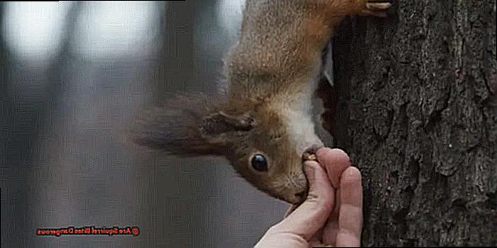 Are Squirrel Bites Dangerous-2