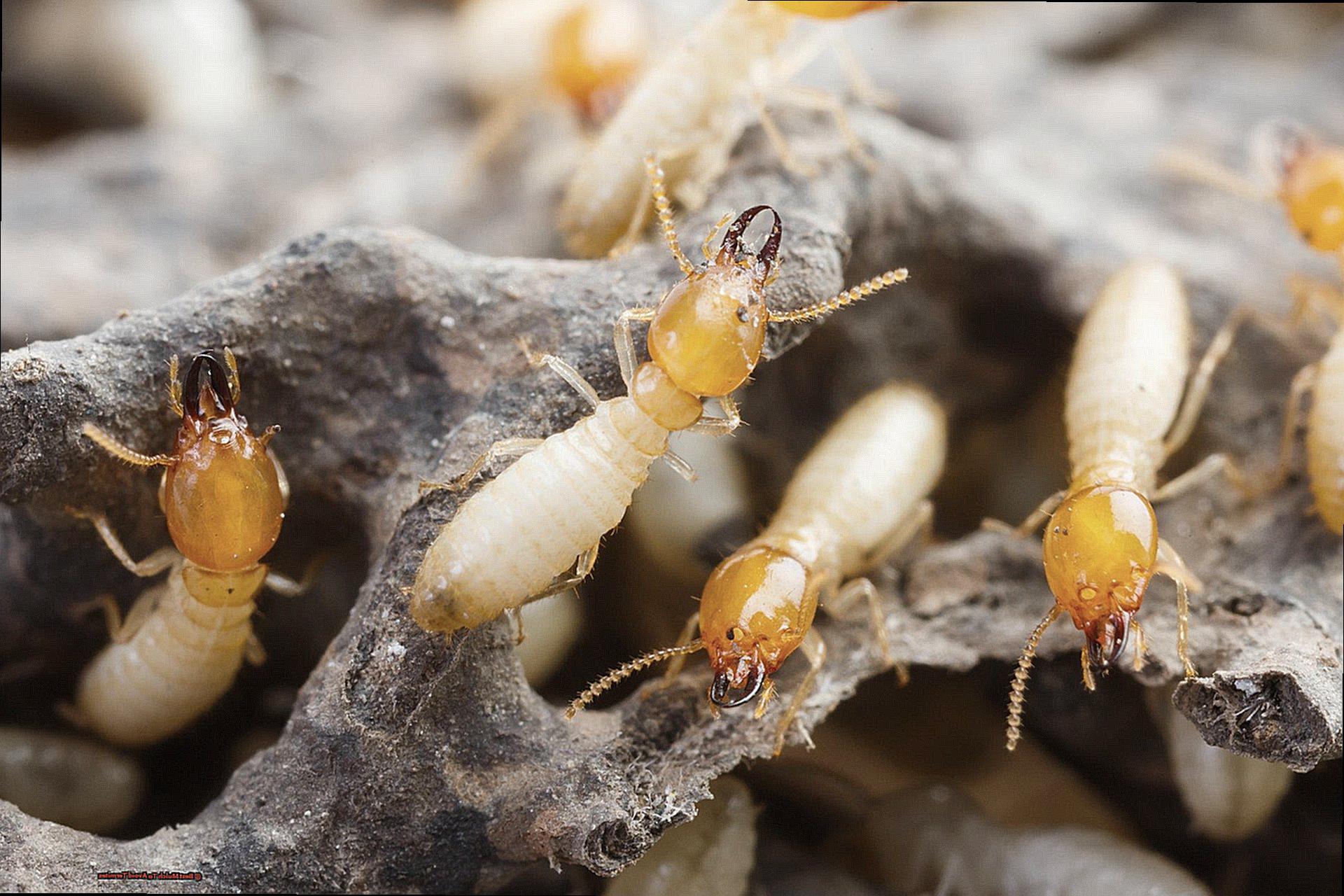 Best Mulch To Avoid Termites-2
