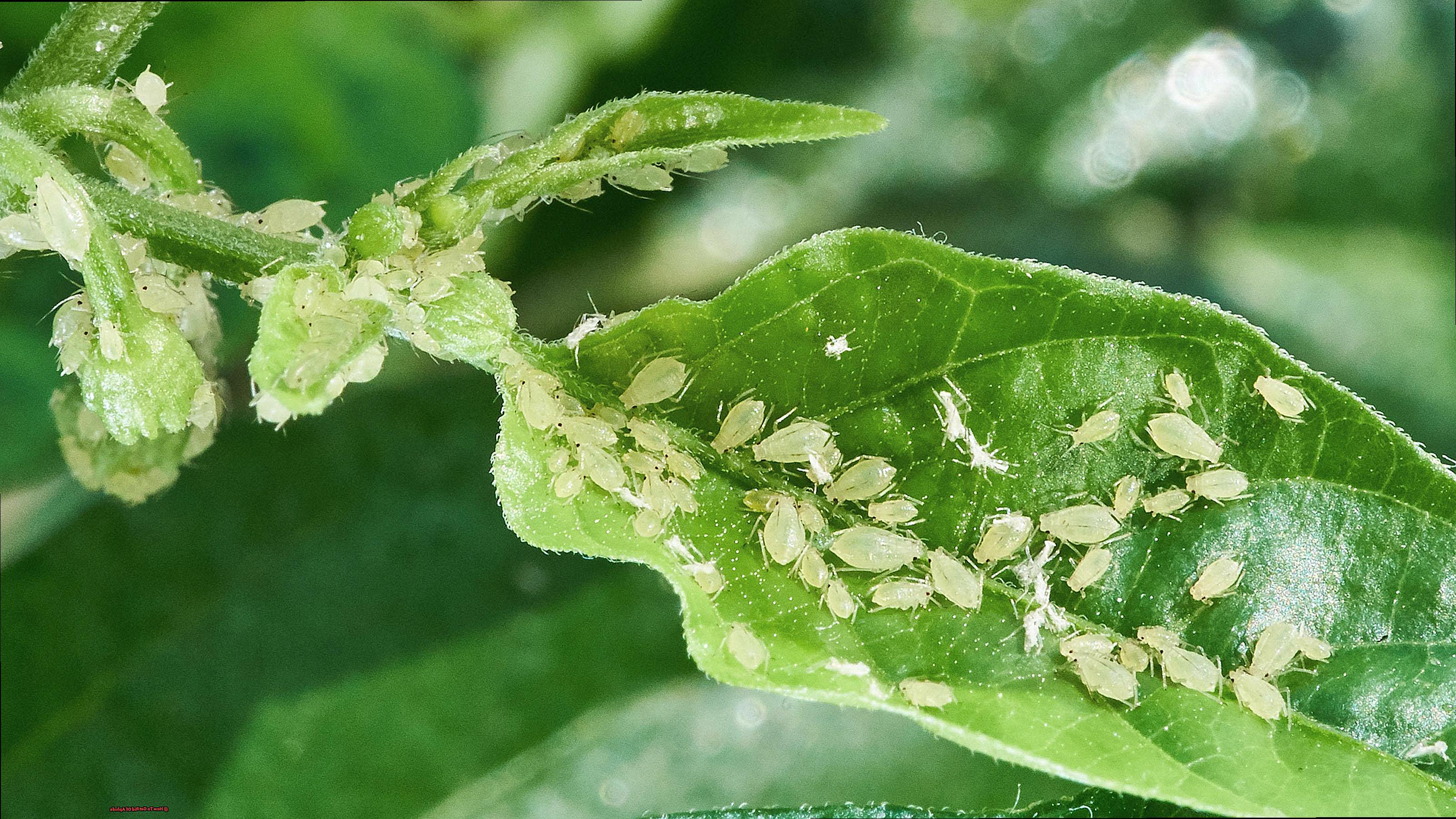 How To Get Rid Of Aphids-2