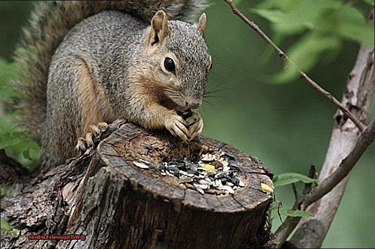 Will Squirrels Eat Birds-3