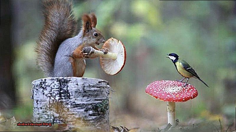 Will Squirrels Eat Birds-4