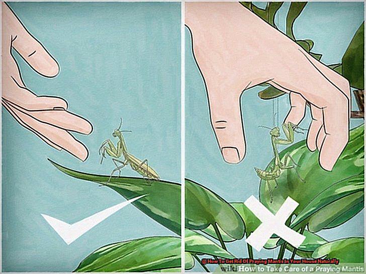 How To Get Rid Of Praying Mantis In Your House Naturally-2