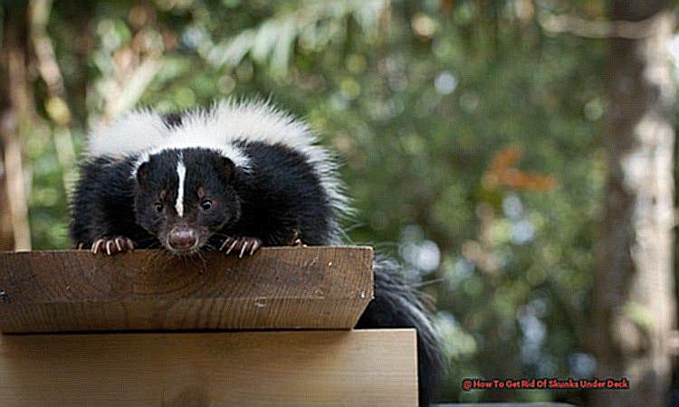 How To Get Rid Of Skunks Under Deck-3