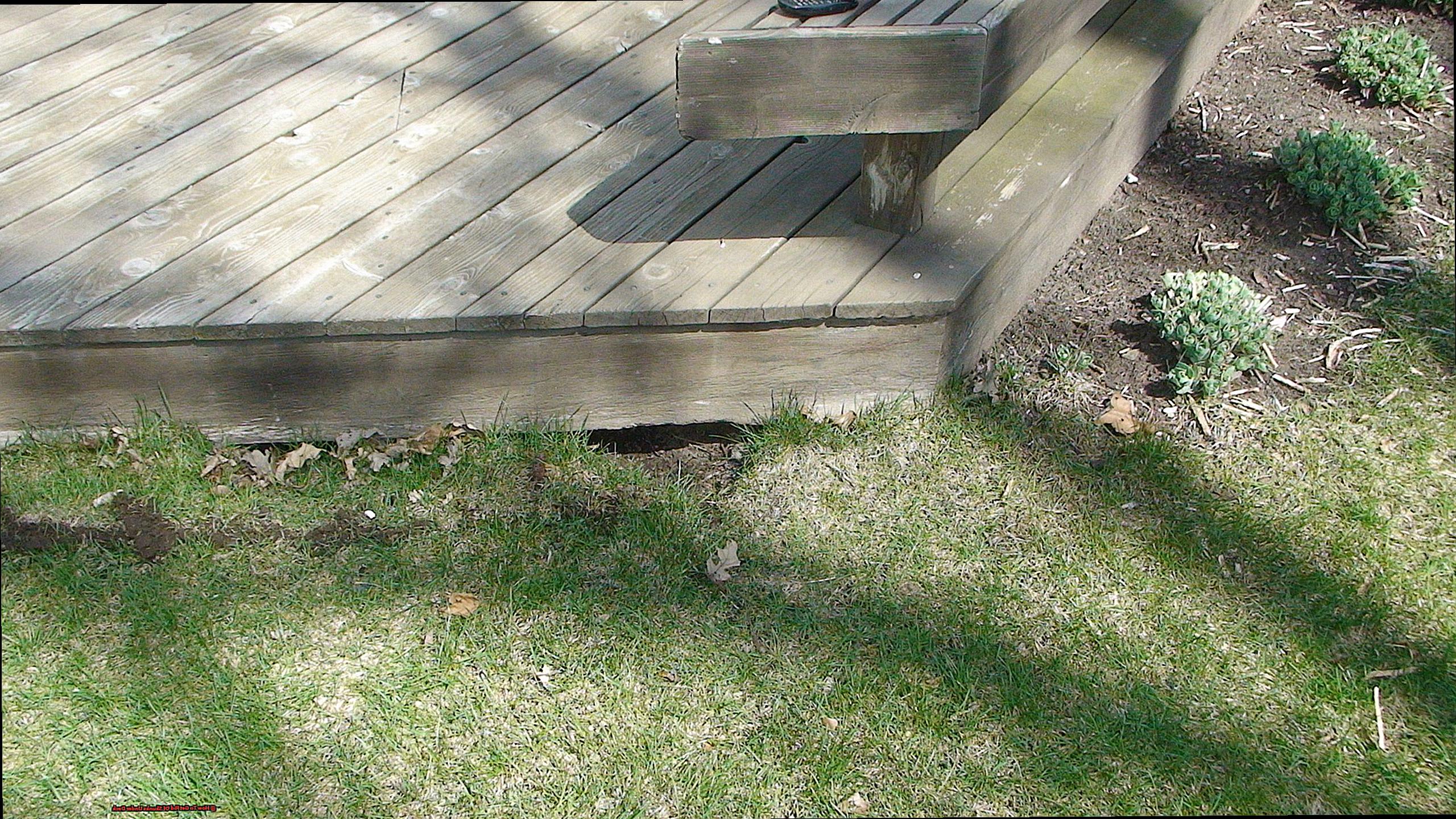 How To Get Rid Of Skunks Under Deck-4