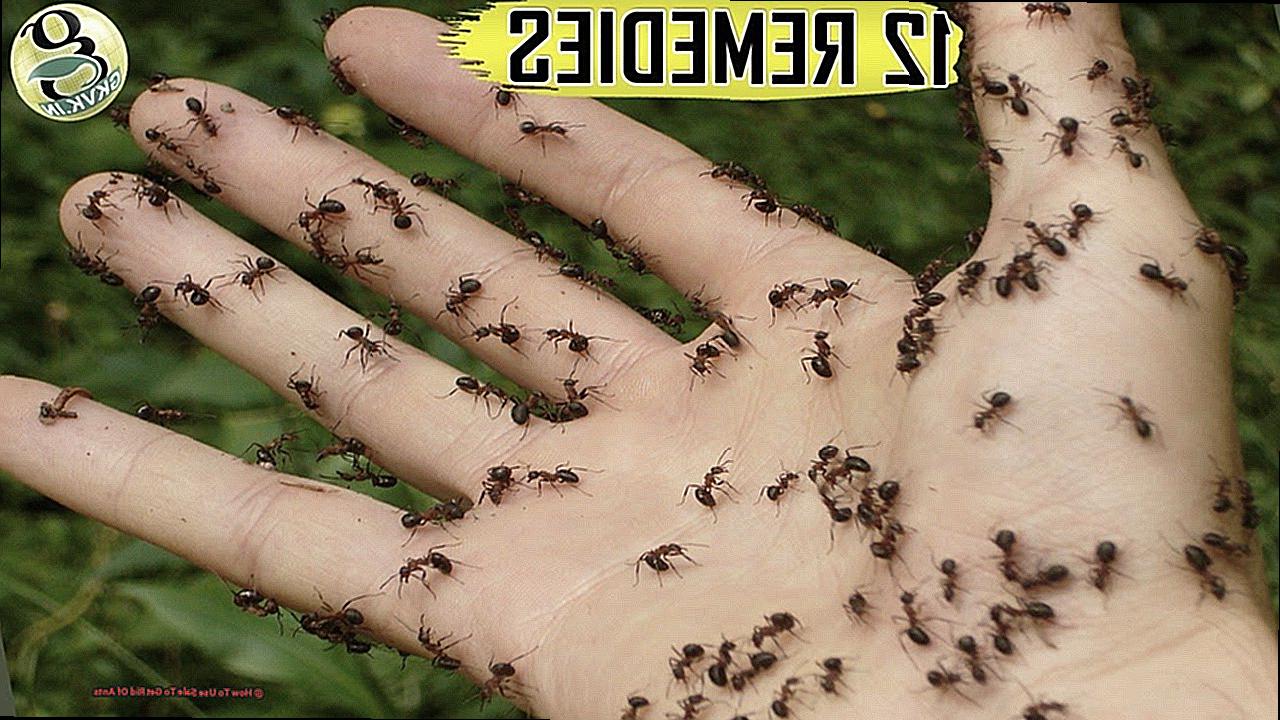 How To Use Sale To Get Rid Of Ants-2